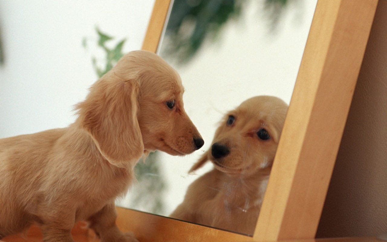 Do Dogs Know They Are Dogs?