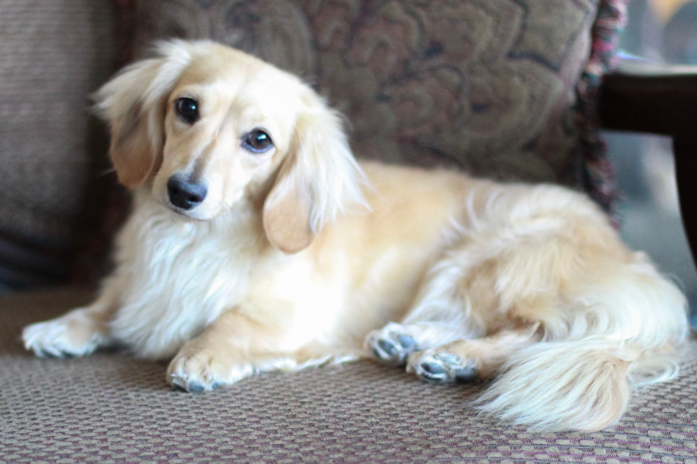 English Cream Dachshund Tips