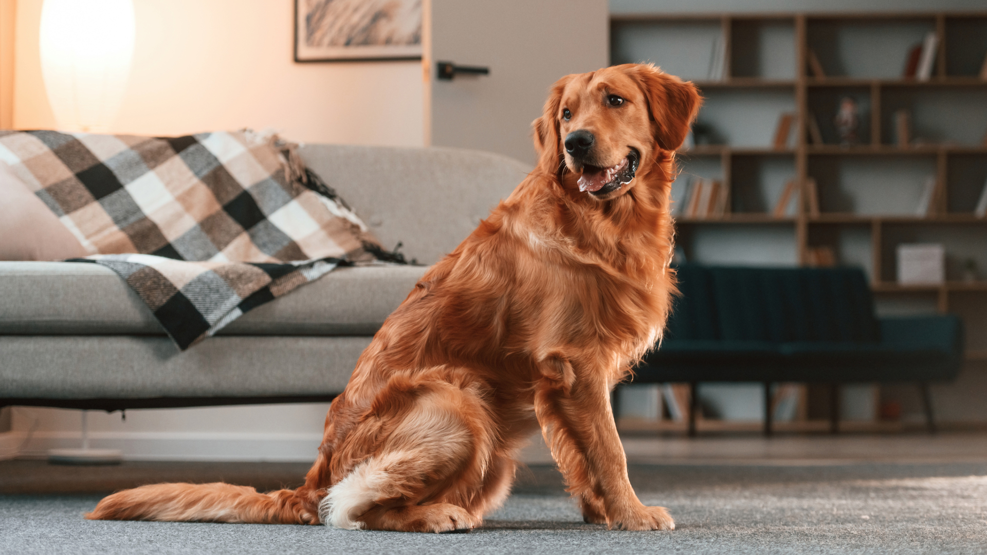 Apartment Living with Large Breed Dogs