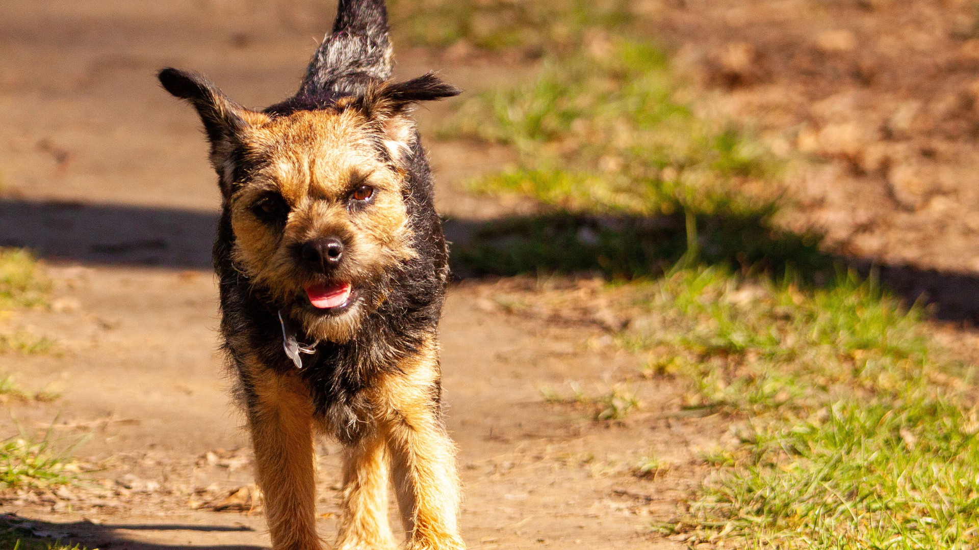 Are Border Terrier Puppies Black