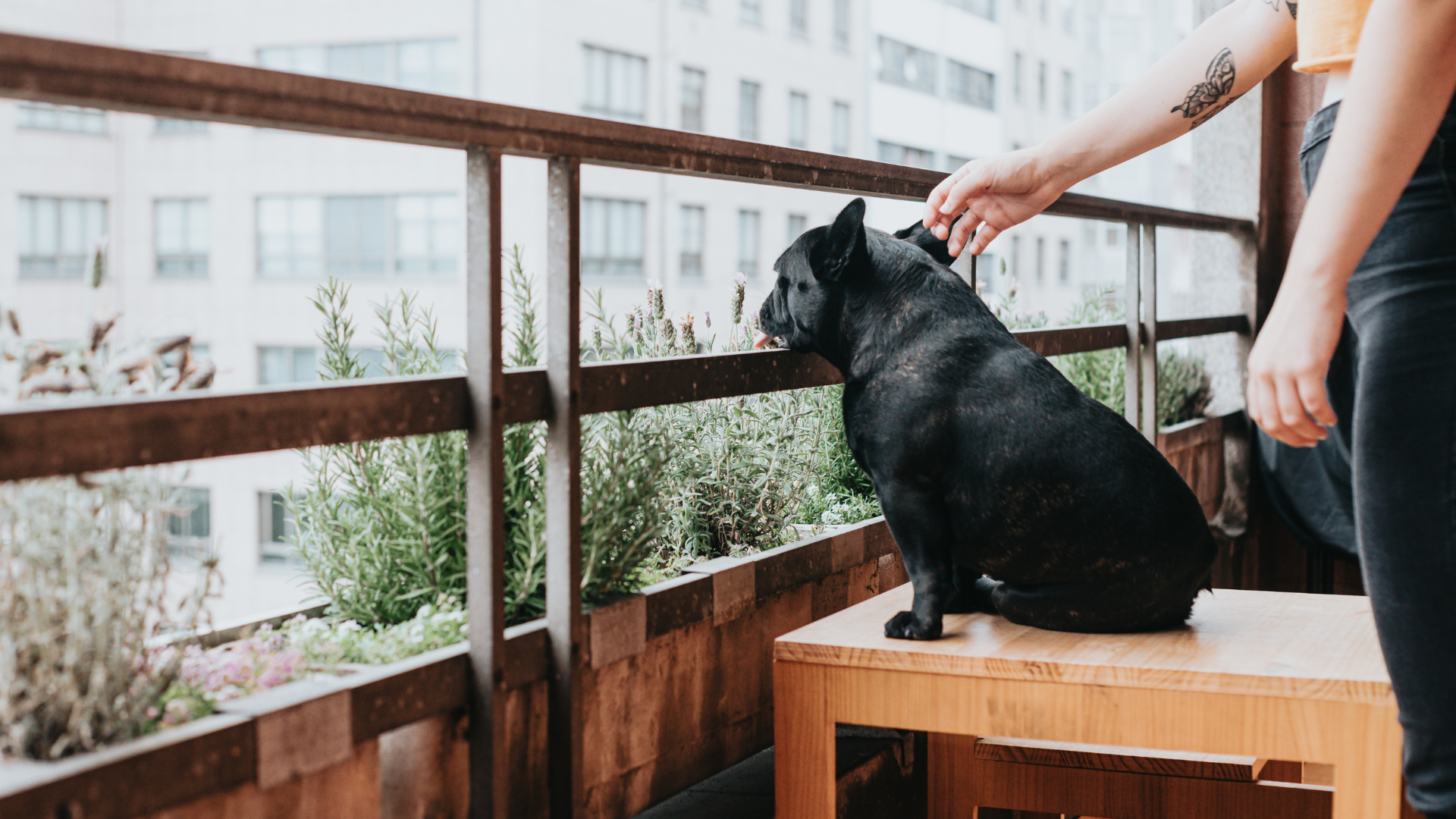 Balcony Safety for Dogs