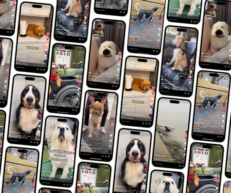 4/4/24: FI’S FAVORITE DOG VIDEOS OF THE WEEK