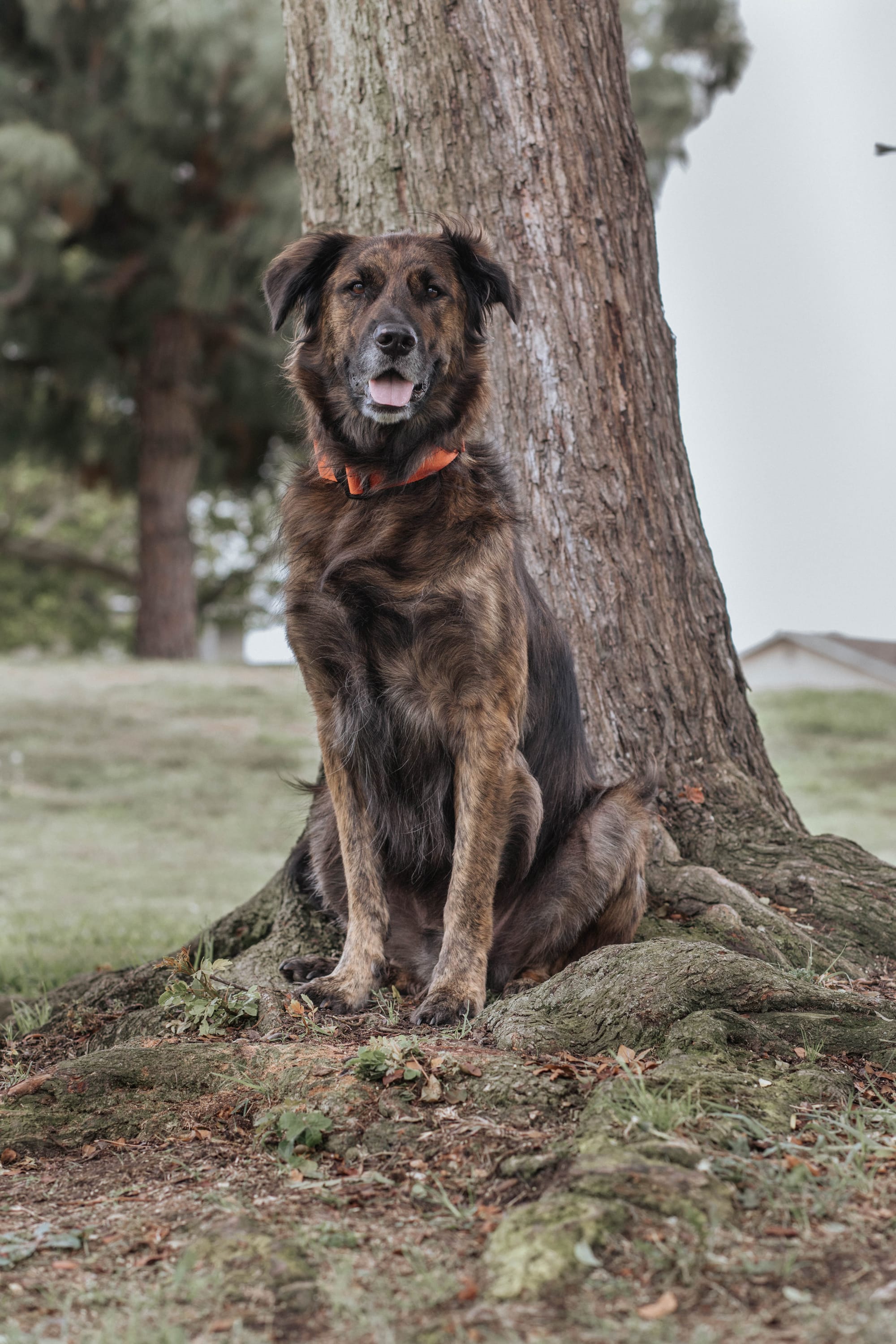 DOGFLUENCERS: Meet Jasper, Orange County's Mixed Golden