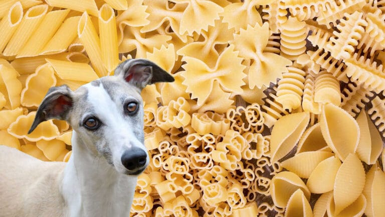 Can Dogs Eat Plain Pasta?