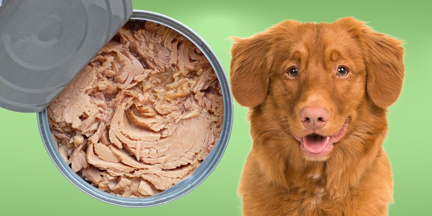Mixing Tuna with Dog Food