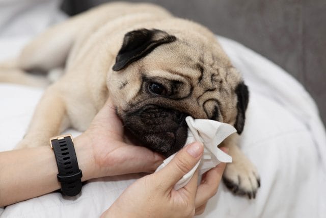 Should You Use Paw Wipes on Your Dog