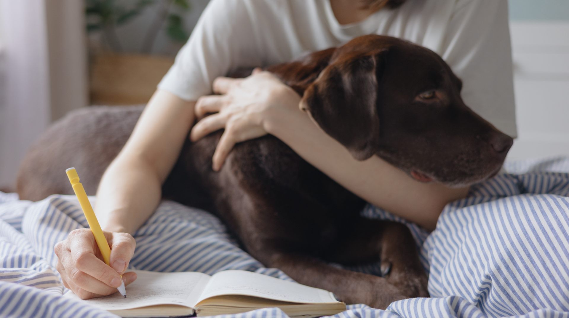 Create a Pet Emergency Plan