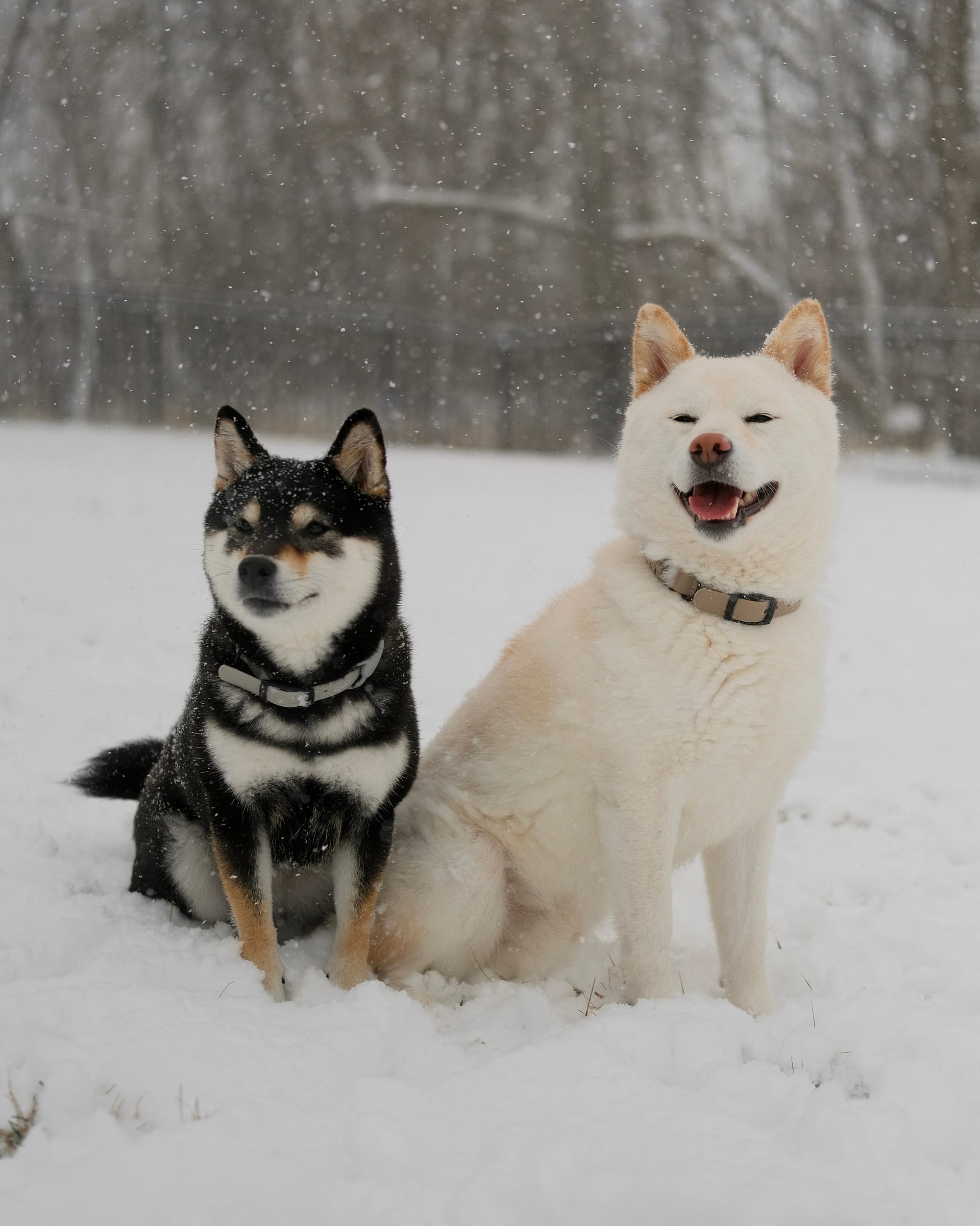 DOGFLUENCERS: Meet Mocha & Miel, The Iconic Shiba Duo