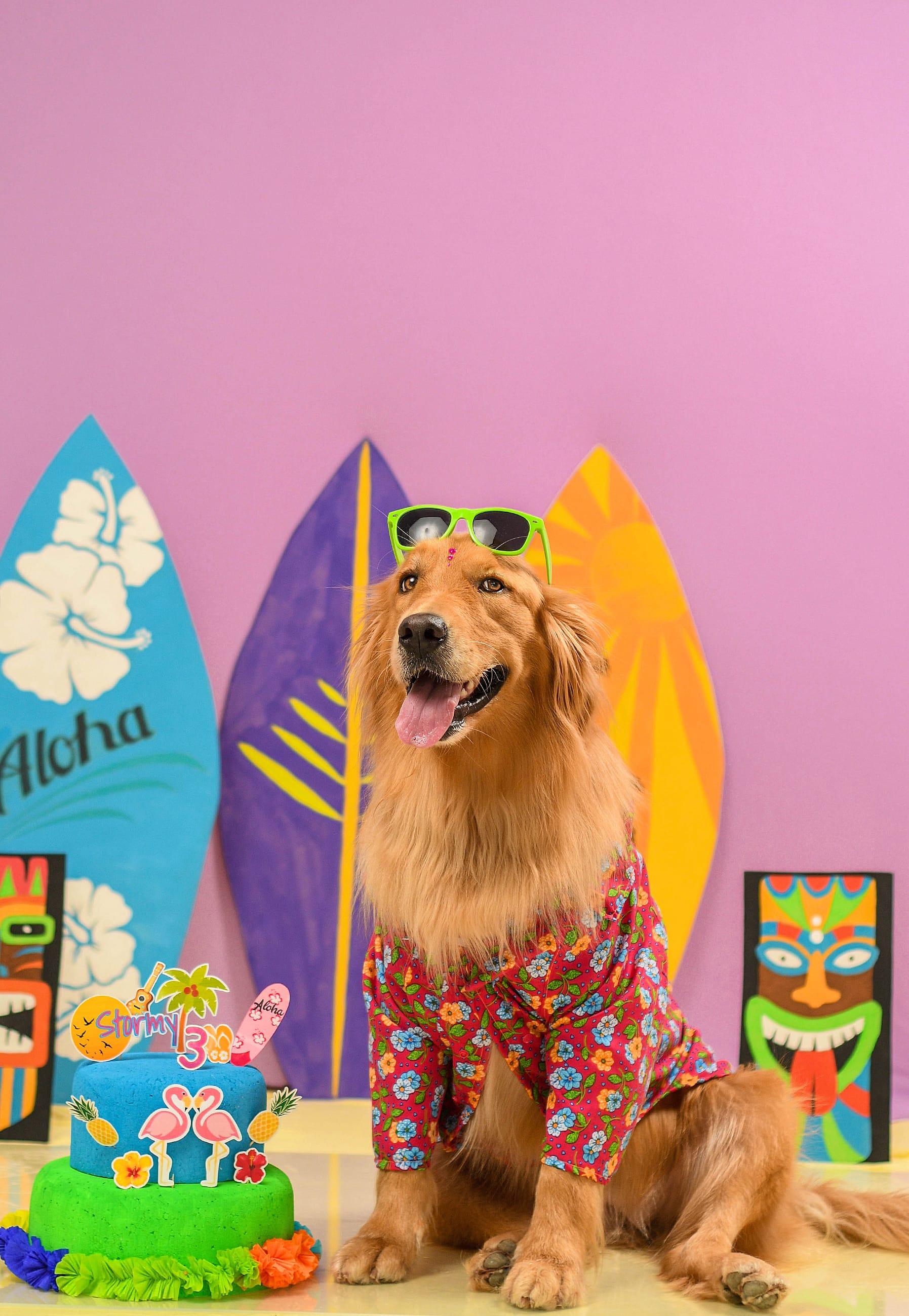 DOGFLUENCERS: Meet Stormy, The Pup Who Enjoys Life Like No Other