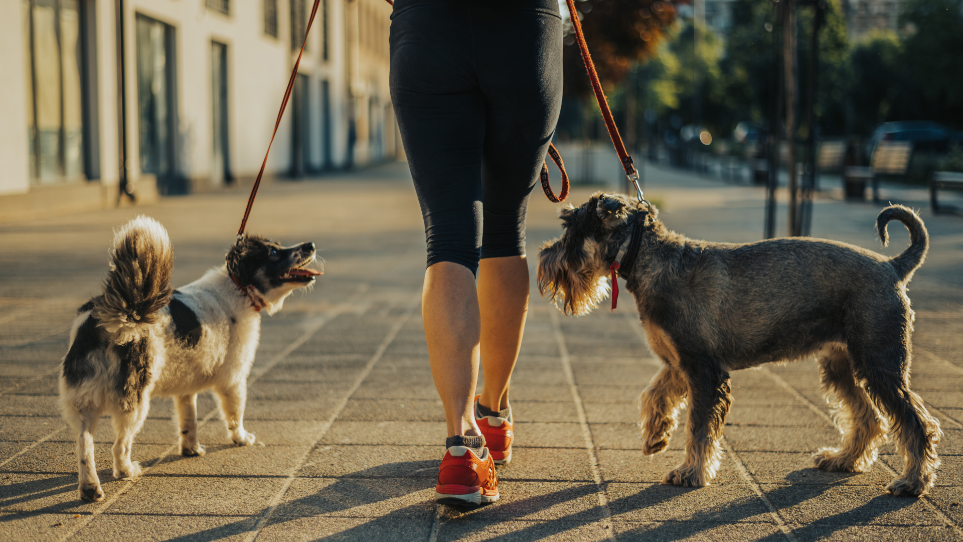 Doggy Day Care and Walkers
