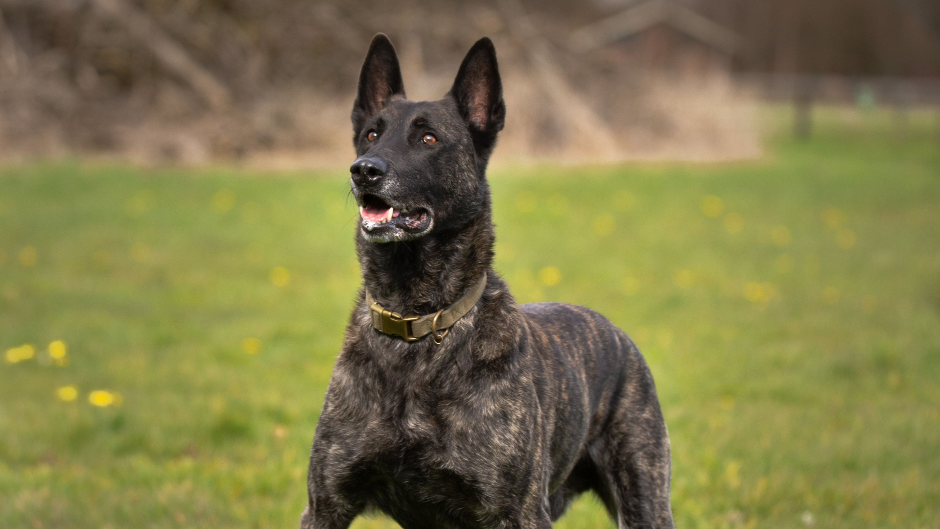 Dutch Shepherd Dog Coats