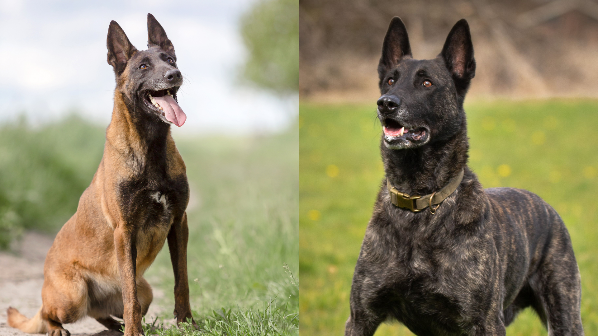 Dutch Shepherd Dog vs Belgian Malinois