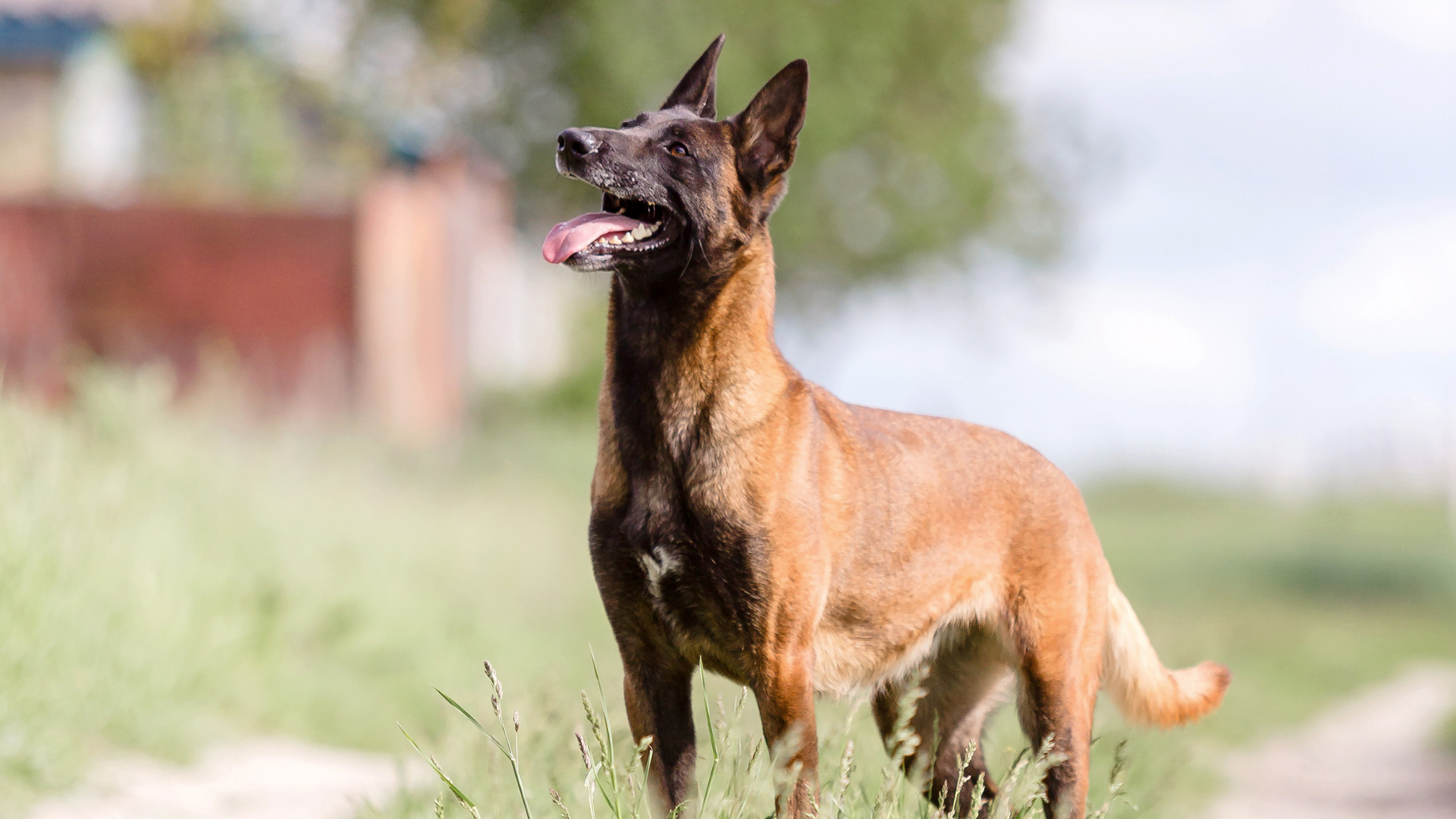 Dutch Shepherd Dog Aggression