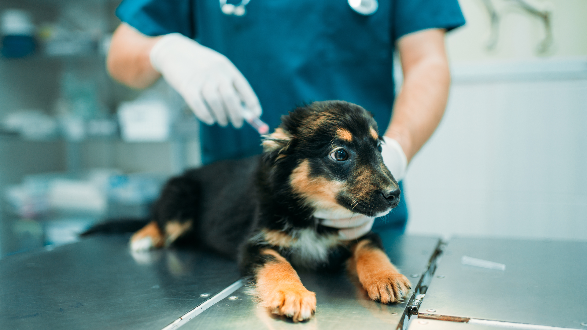 First Shots for Puppies