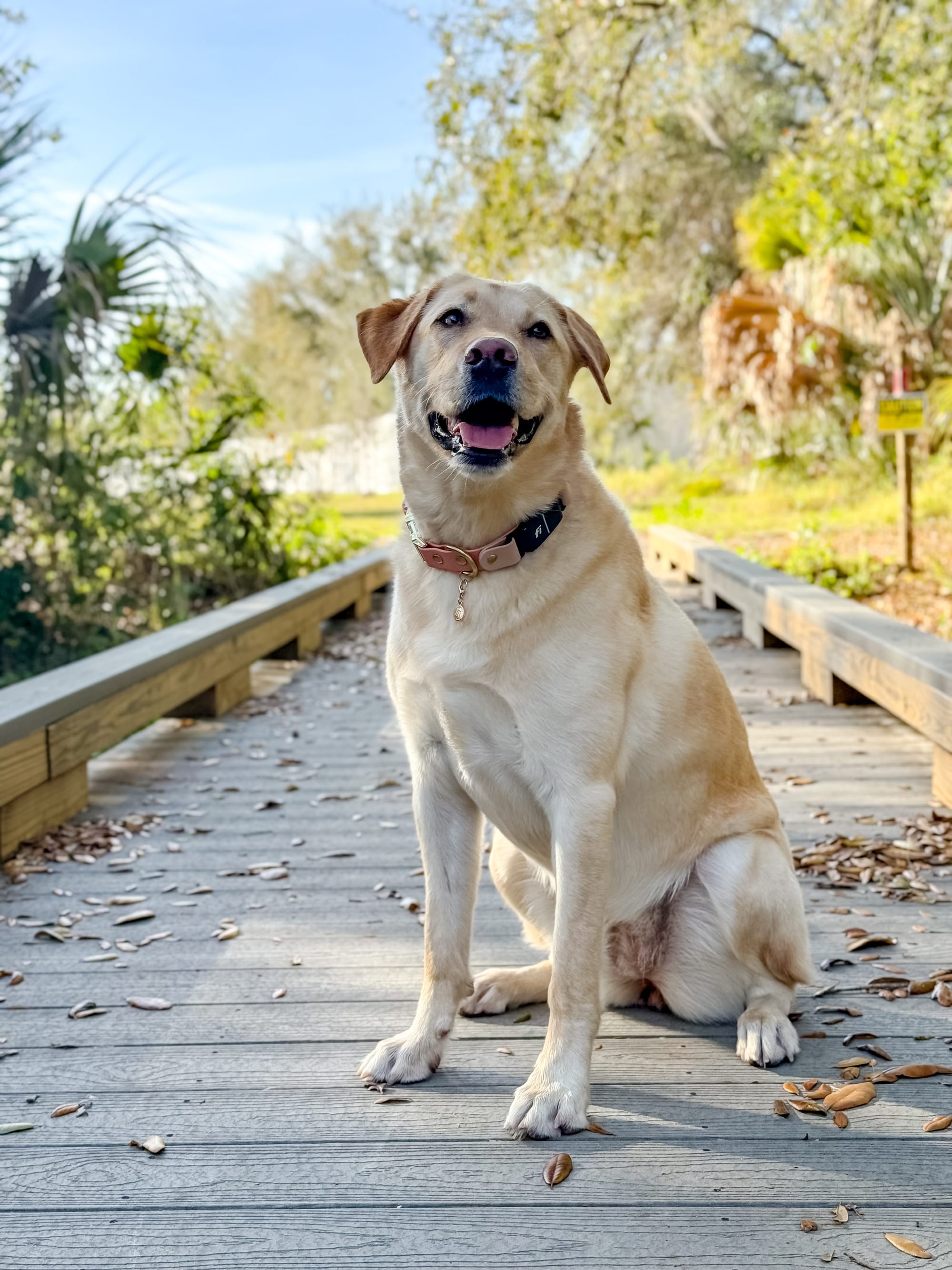 DOGFLUENCERS: Meet Leia, The  Epitome of Sunshine