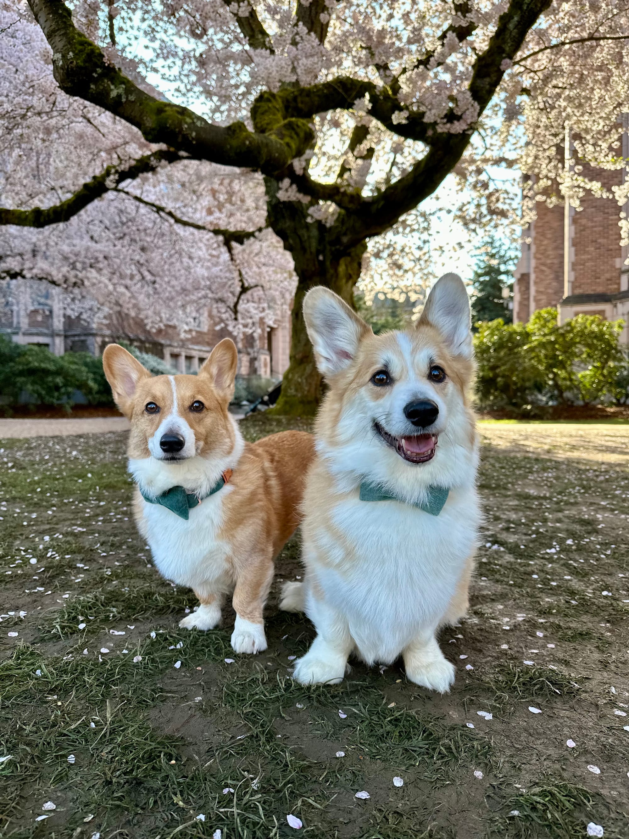 DOGFLUENCERS: Meet Angus, ESPN Race Champ & Jono, King of Puppy Eyes