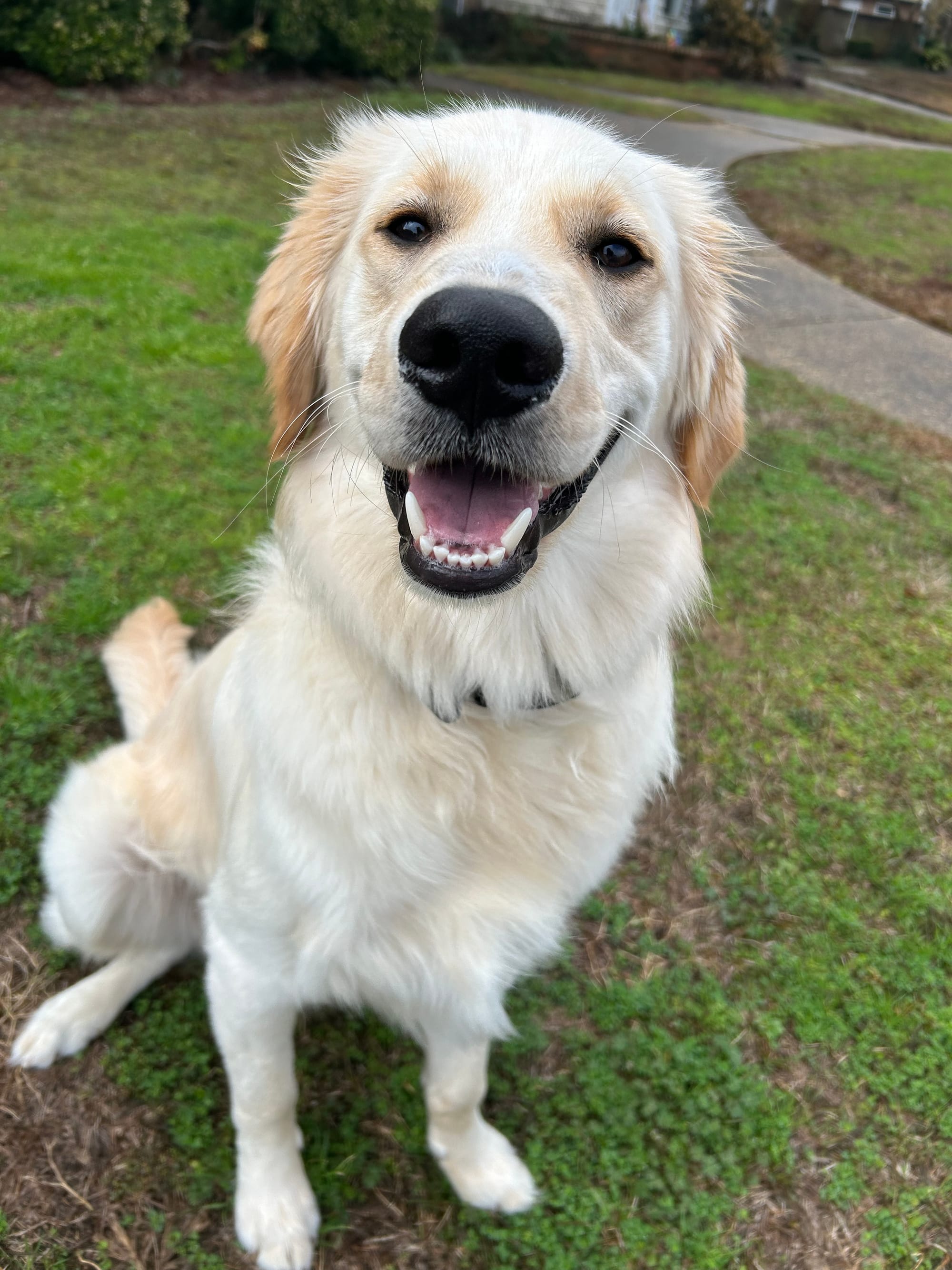 DOGFLUENCERS: Meet The Golden Biscuit