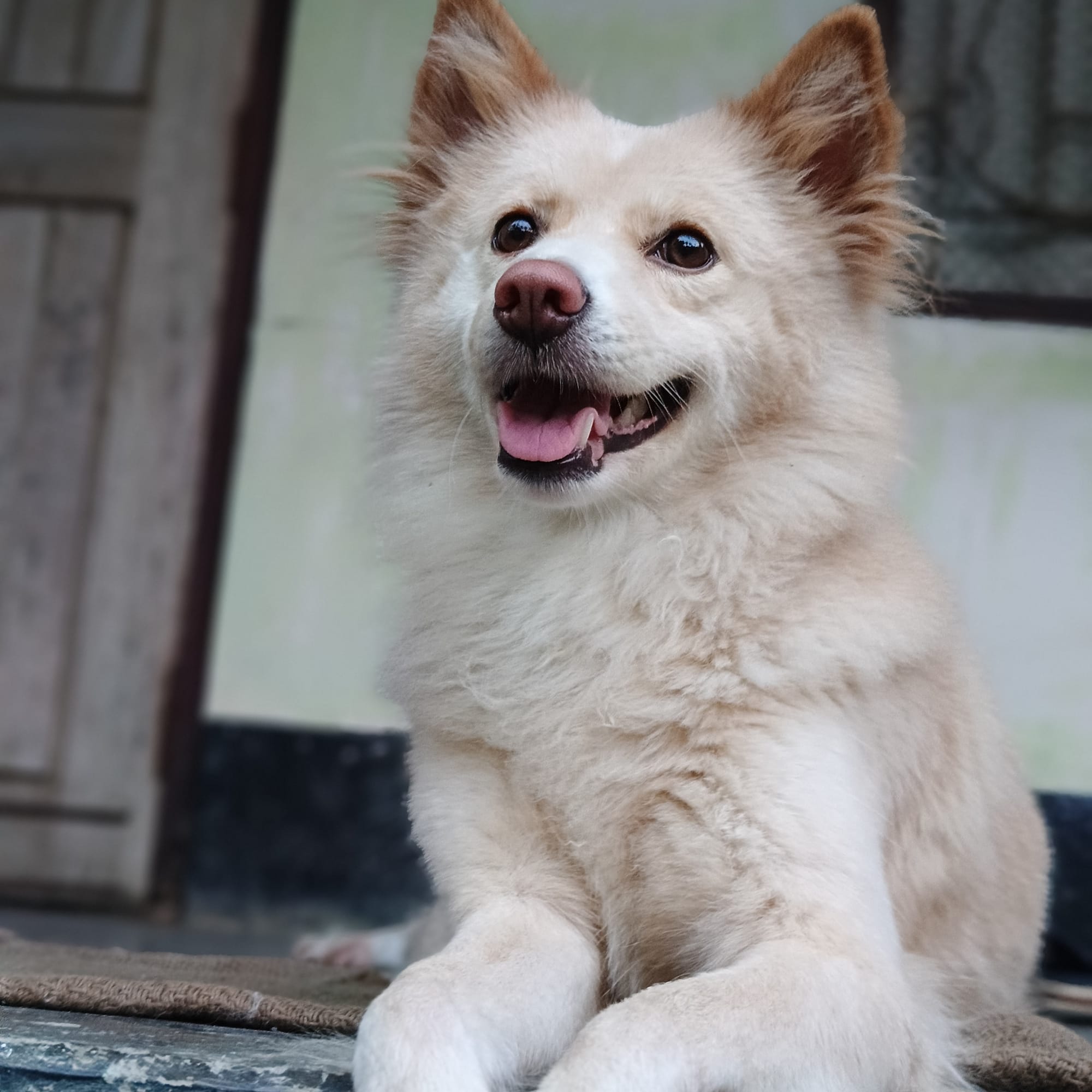 DOGFLUENCERS: Meet Ciru, the Fluffy Spitz
