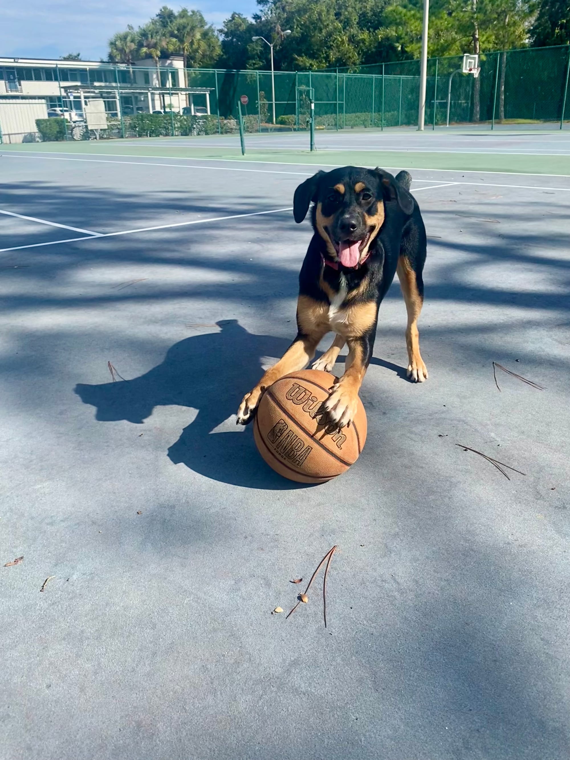 DOGFLUENCERS: Meet Bahbi & Bubsi, Florida's Cutest Aussie Pitbull Mix