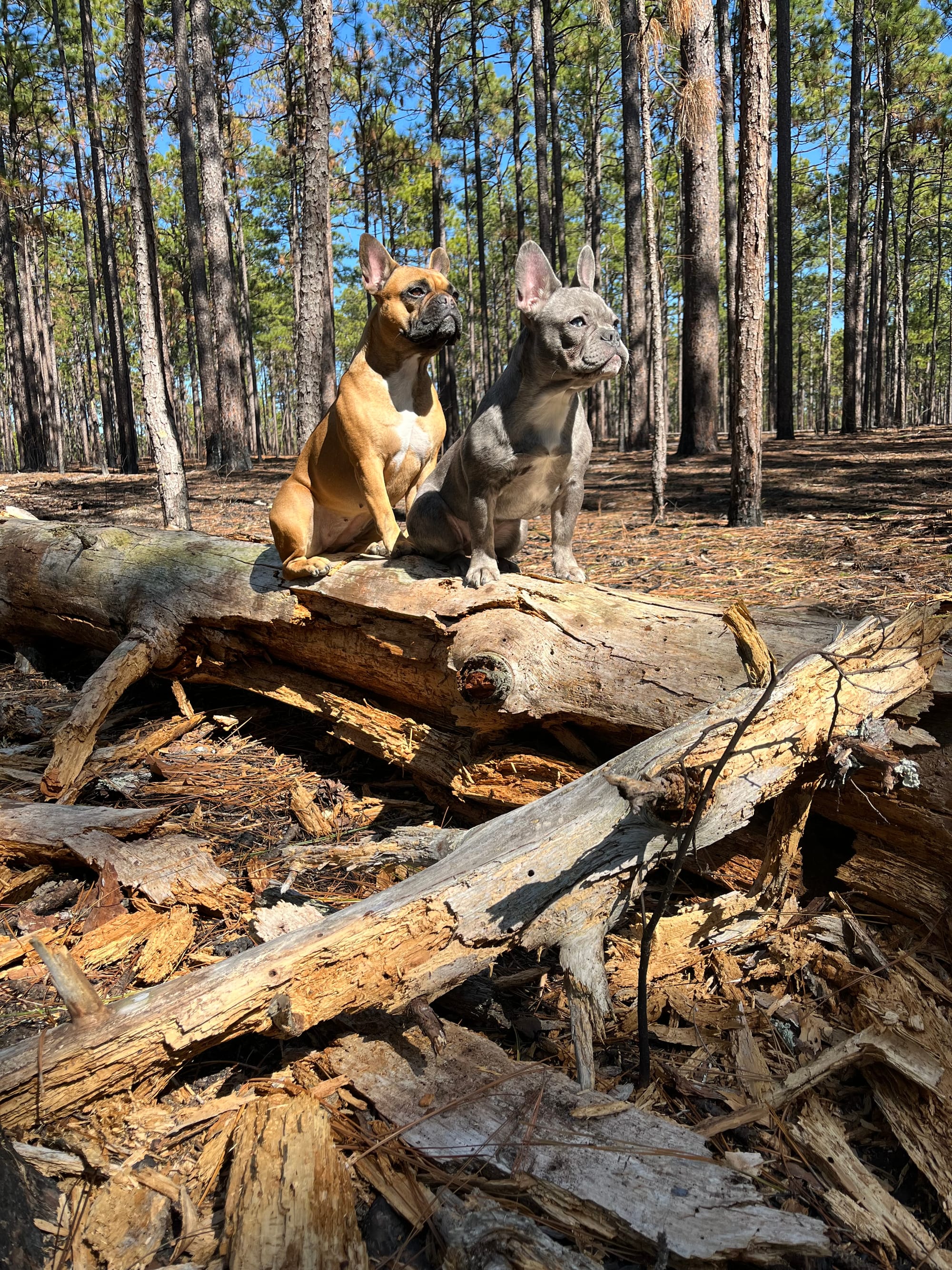 DOGFLUENCERS: Meet Zoey & Emma, Adorable French Bulldog Sisters
