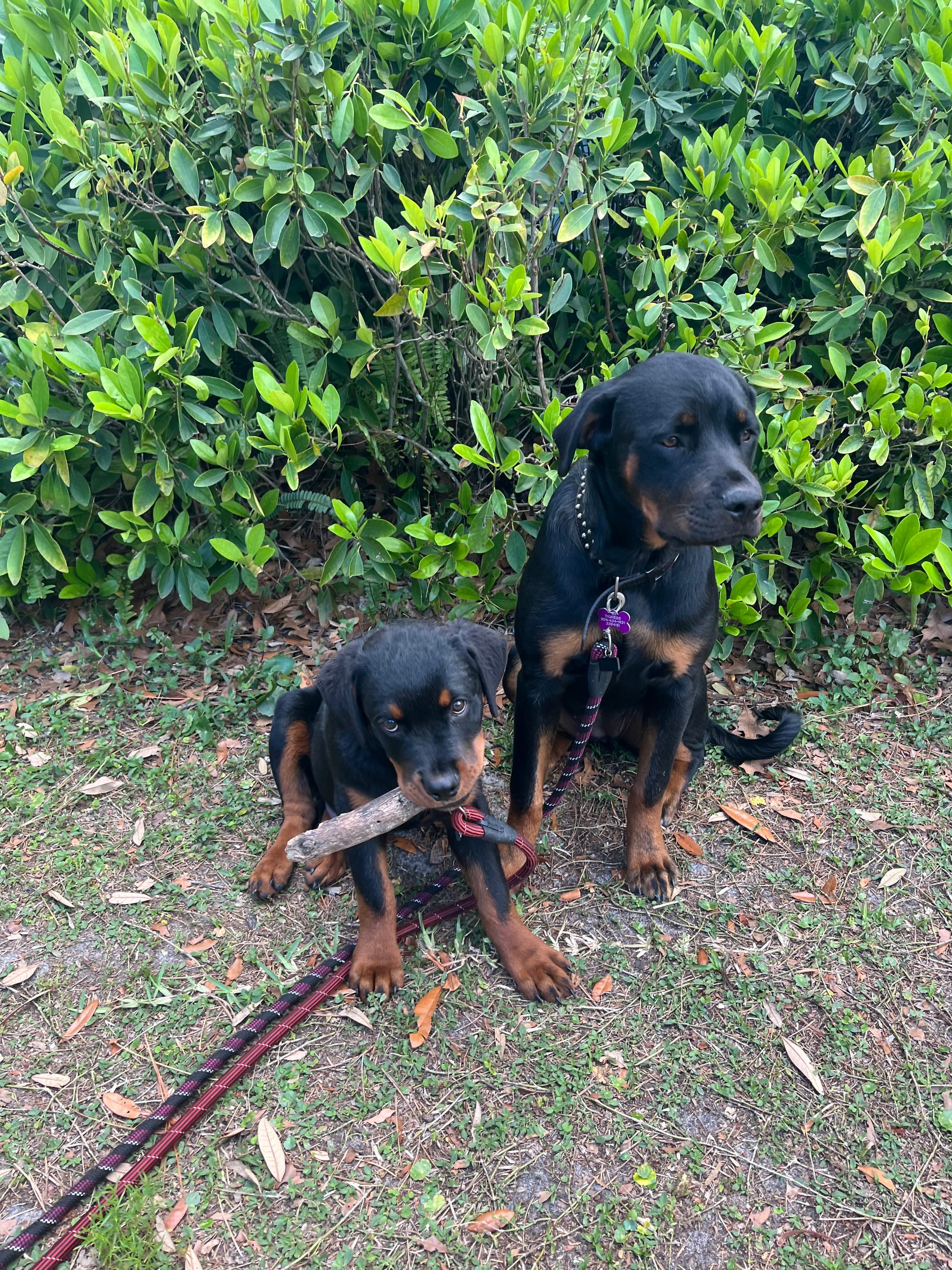 DOGFLUENCERS: Meet Chopper & Tigress, the Duo That is Sure to Bring Smiles