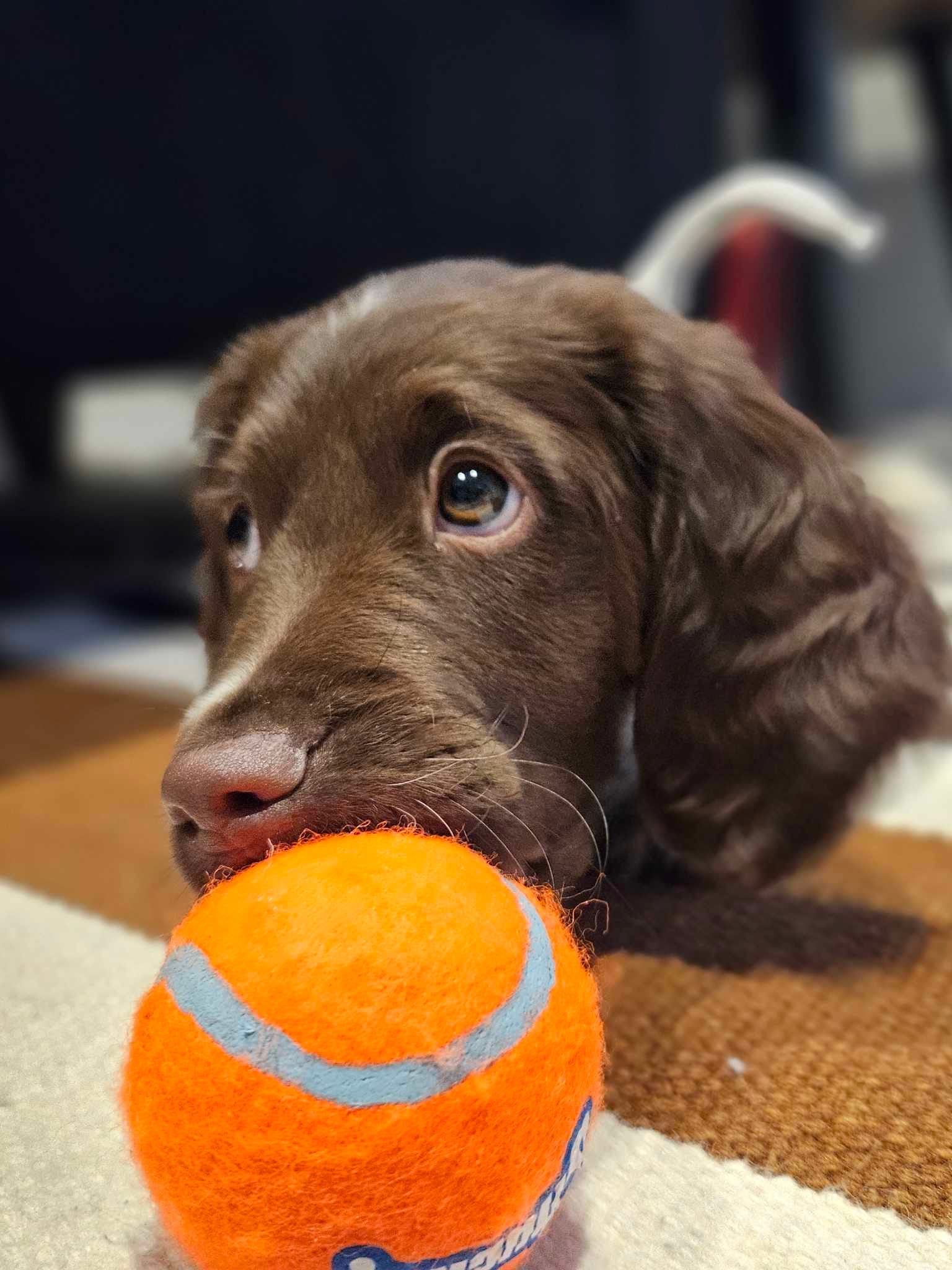 DOGFLUENCERS: Meet Molly, Canada's Cookie Monster