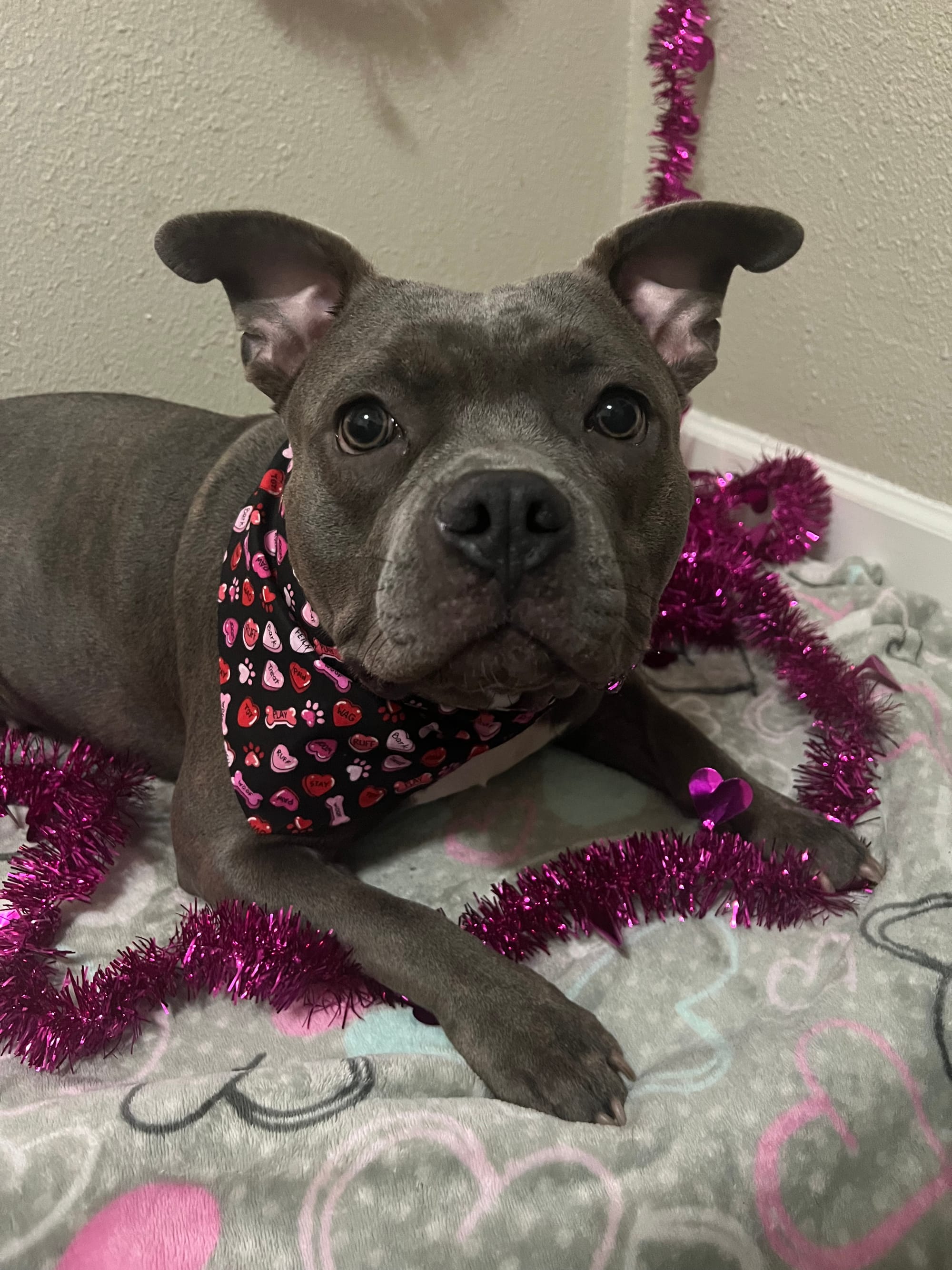 DOGFLUENCERS: Meet Mae & Blu, Houston's Cutest Staffies