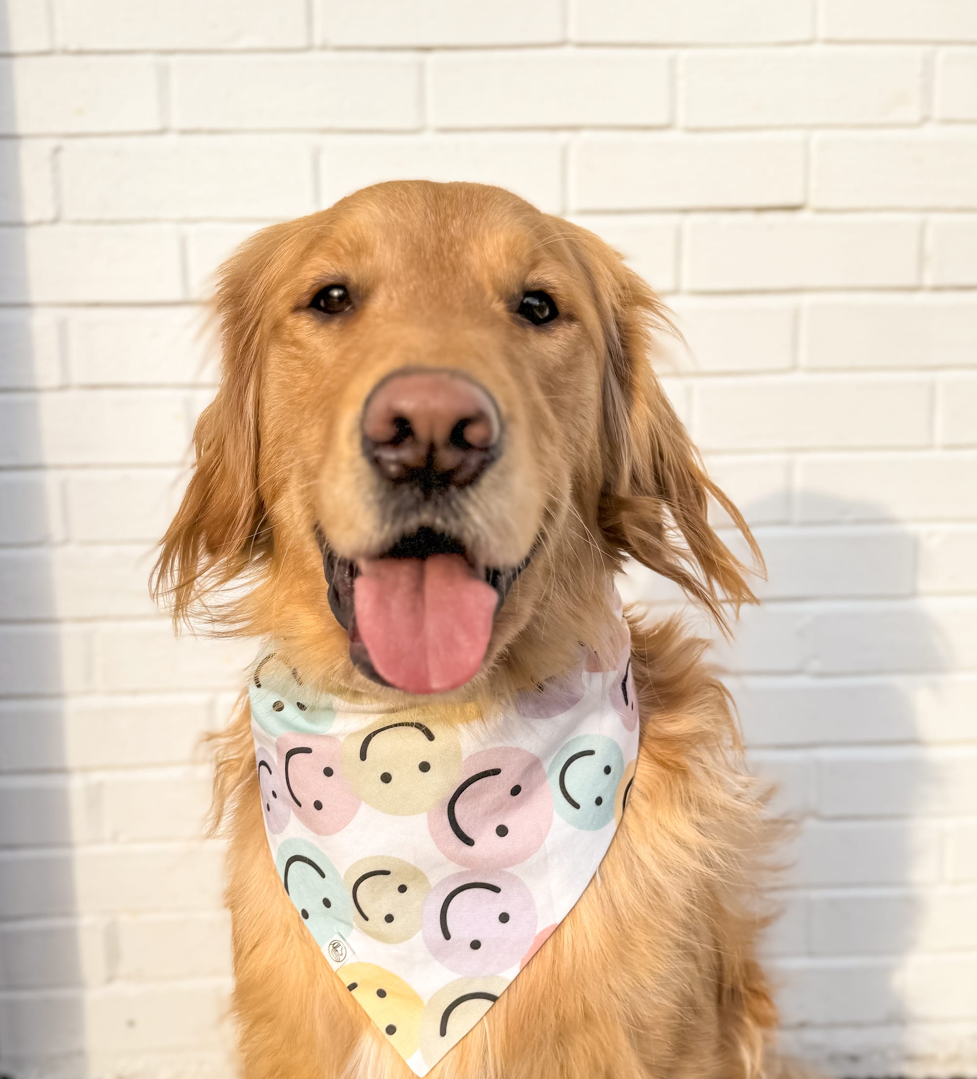 DOGFLUENCERS: Meet Sonny, St. Louis's Ray of Sunshine