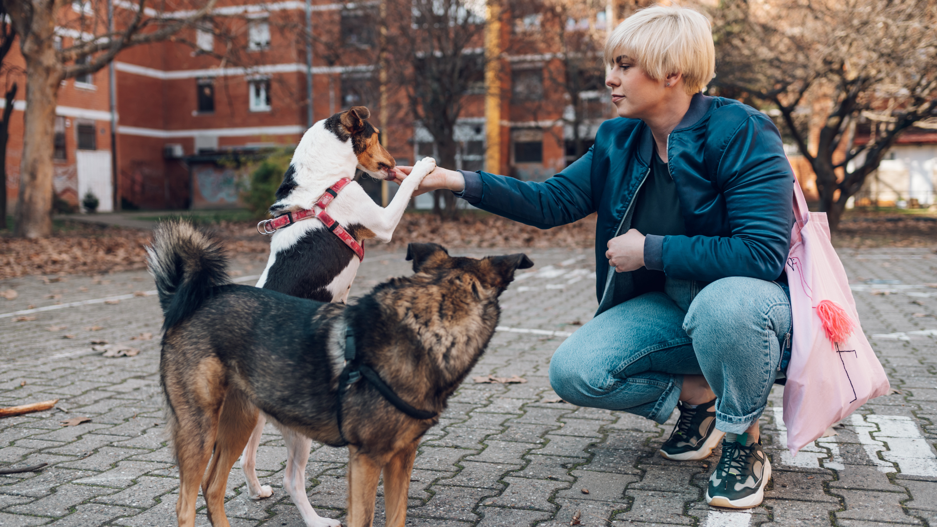 Noise Anxiety in Dogs