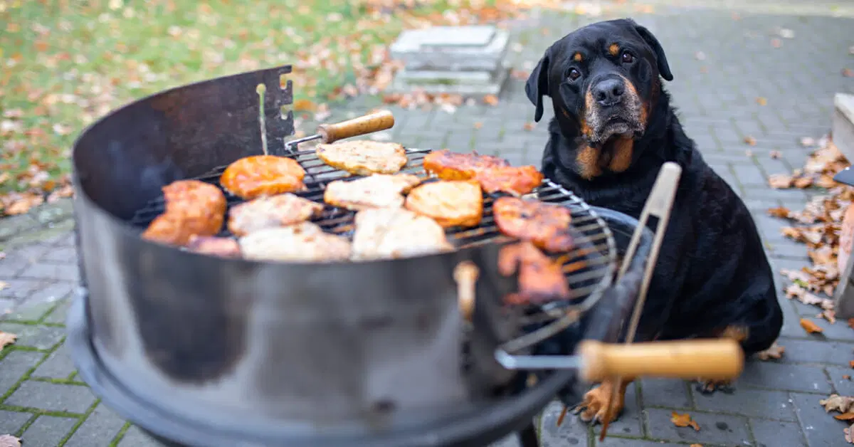 How to Host a Dog-Friendly Barbecue or Outdoor Party