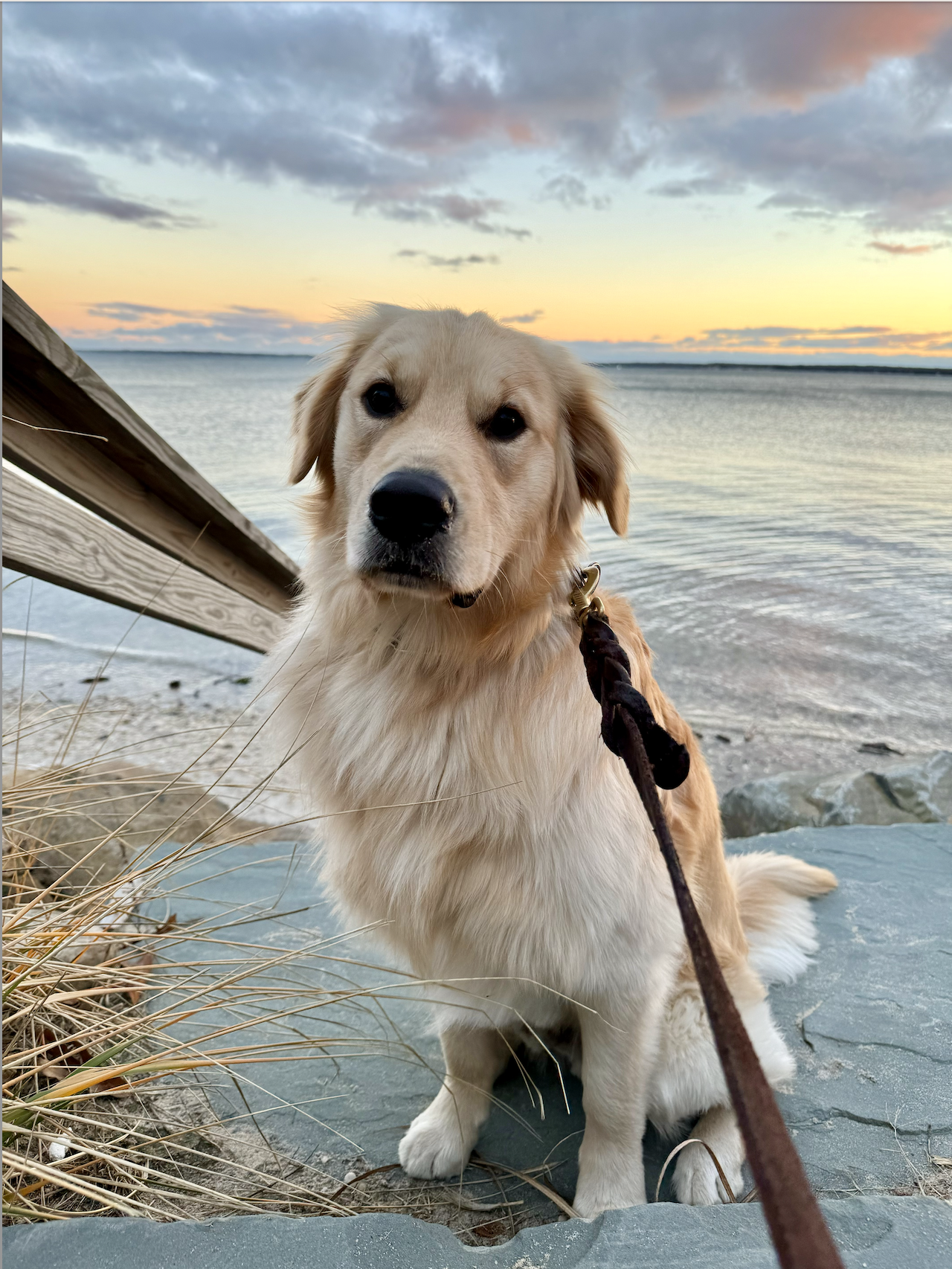 DOGFLUENCERS: Meet Brooks, Charleston's Favorite Golden Boy