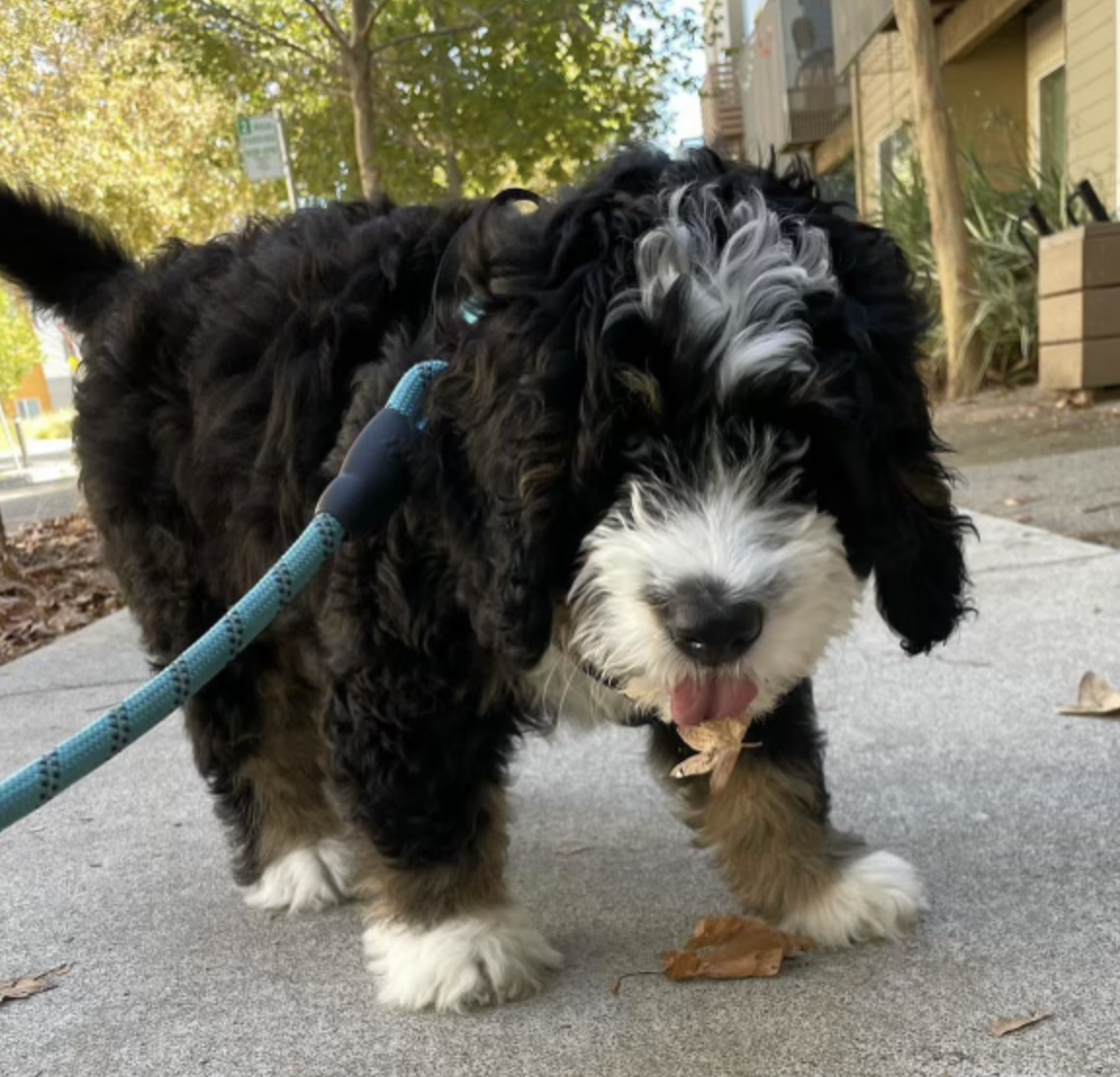 DOGFLUENCERS: Meet Moose, The Pup Filled With Love