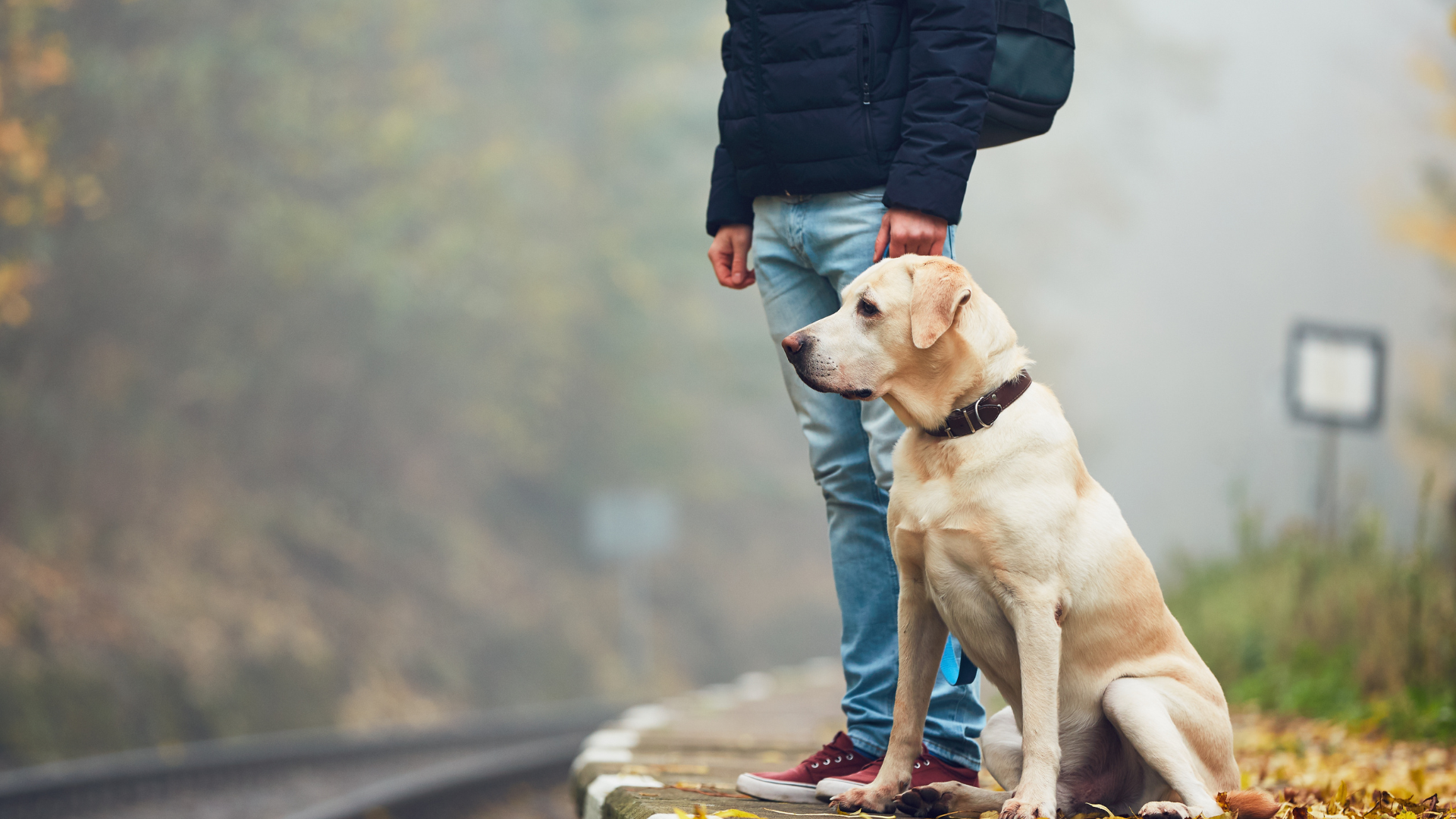 Stories of Dogs Traveling Long Distances to Find Their Families