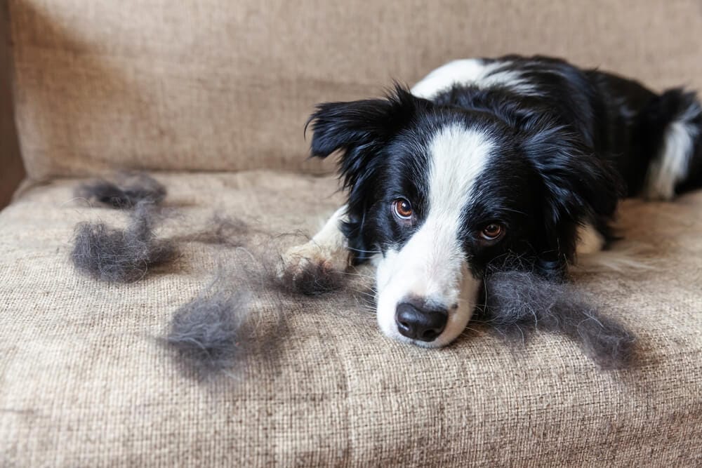 Do Dogs Shed When Stressed?
