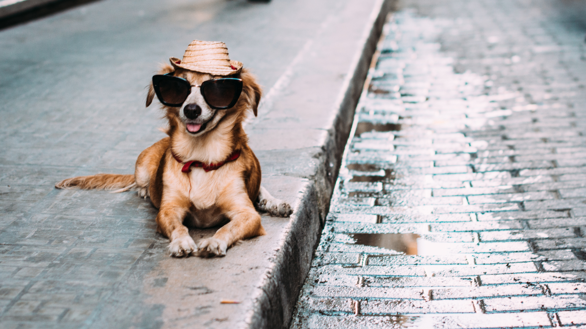 Urban Dog's Survival Guide to Hot Summers