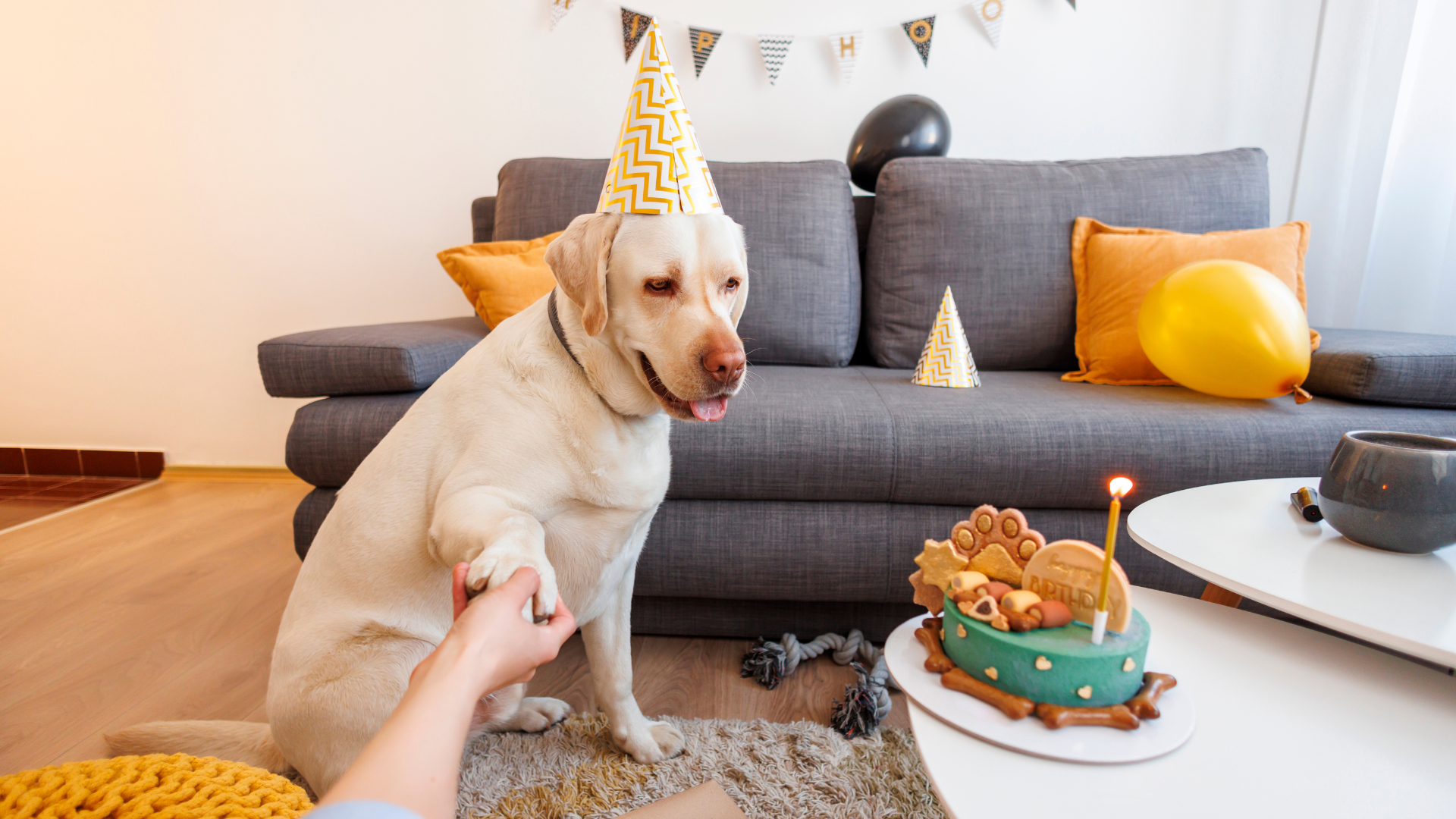 What to do for Dogs Birthday