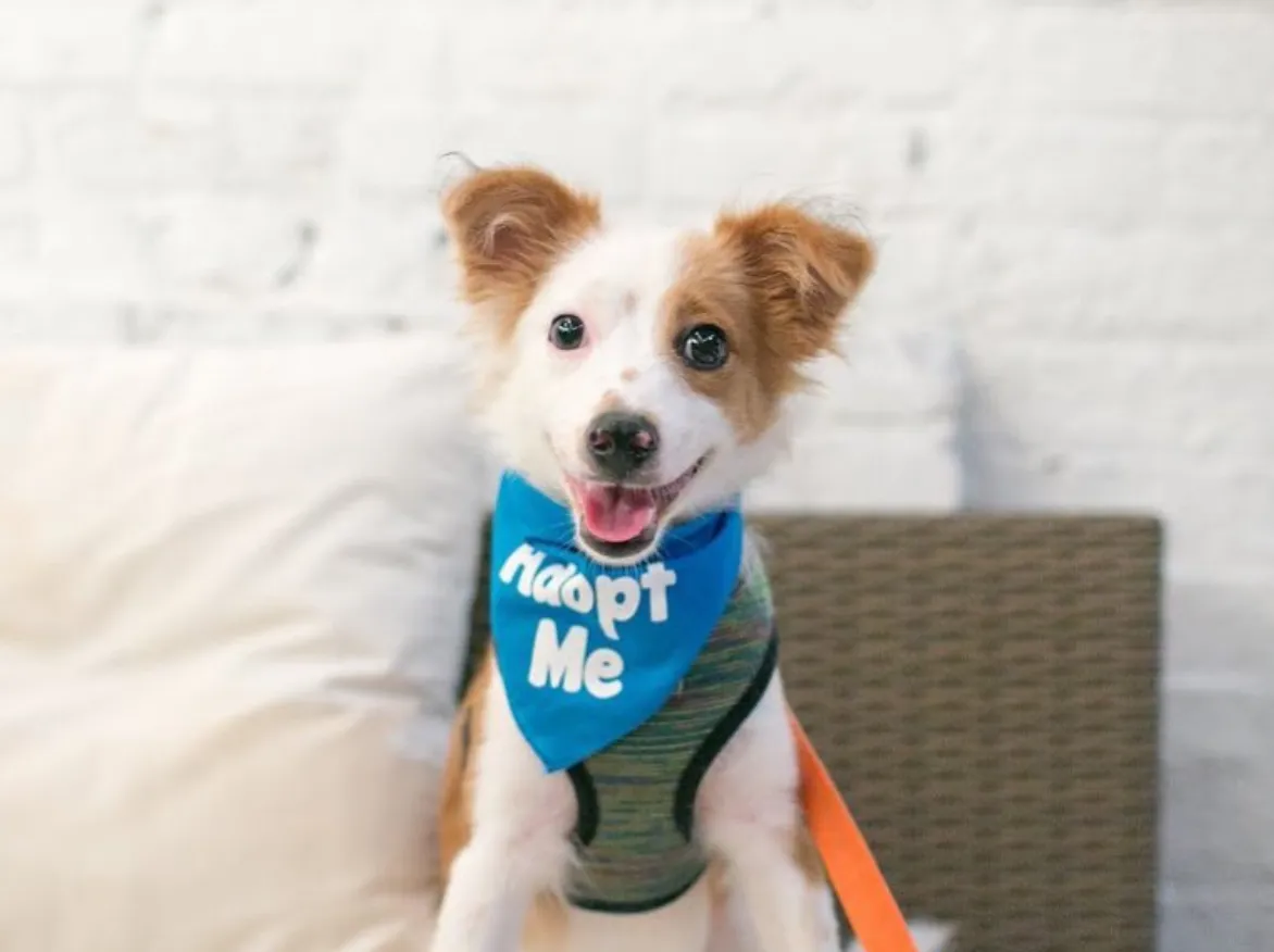 IGTV: Q&A with Foster Dogs
