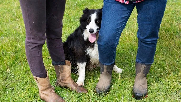 Why Does My Dog Lean On Me? Ask Dr. Jeff