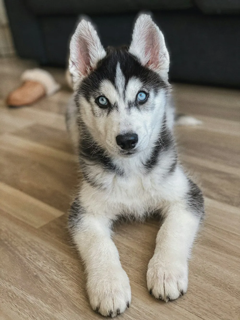WHY DO HUSKIES TALK?