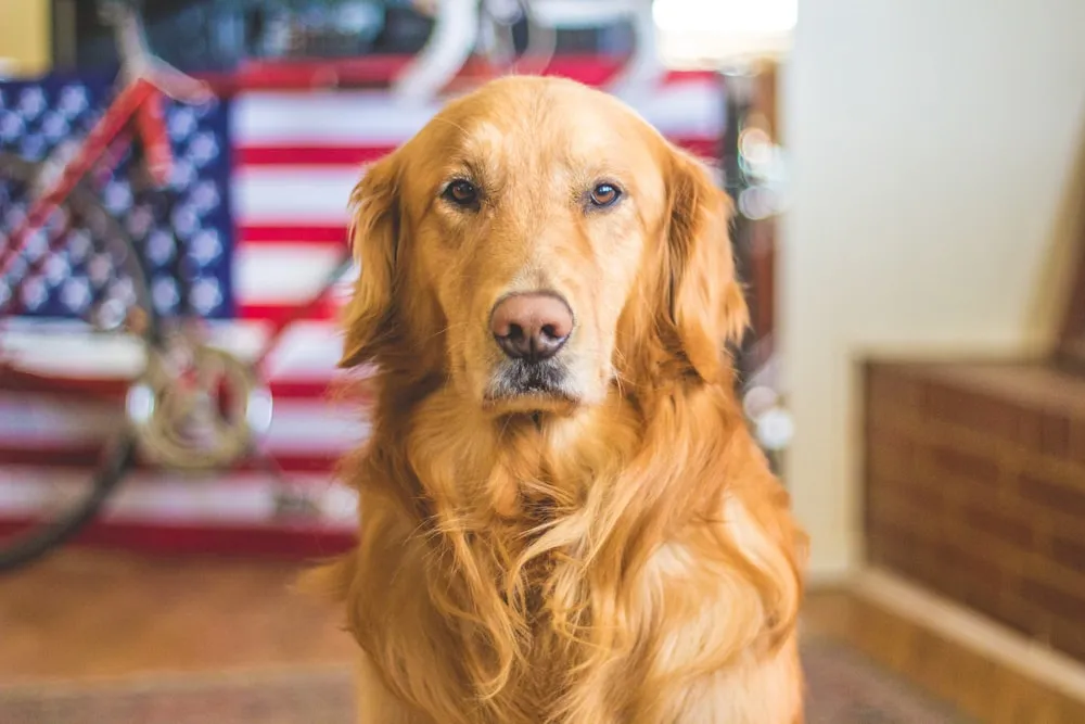 Memorial Day Dog Treat Recipes