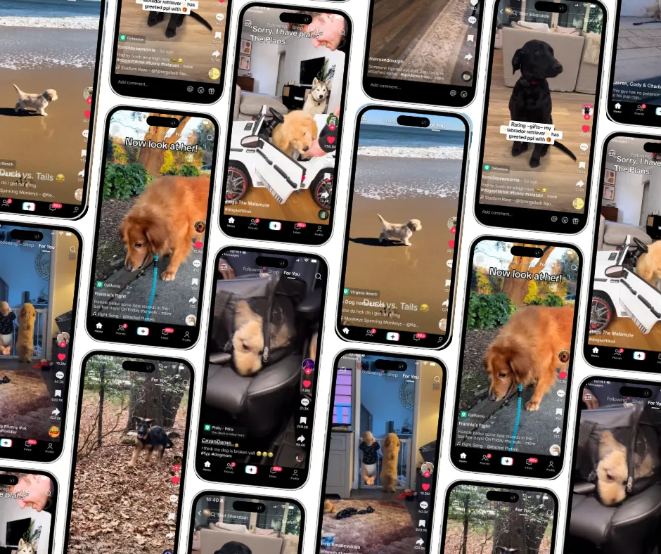 FI’S FAVORITE DOG VIDEOS OF THE WEEK