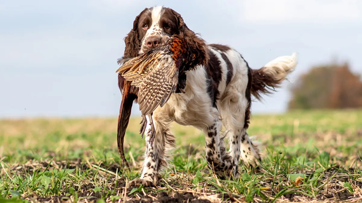 English Springer Spaniels