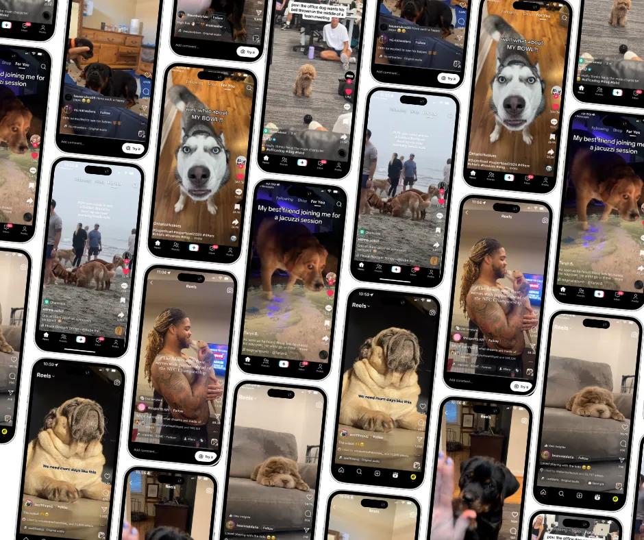 FI’S FAVORITE DOG VIDEOS OF THE WEEK