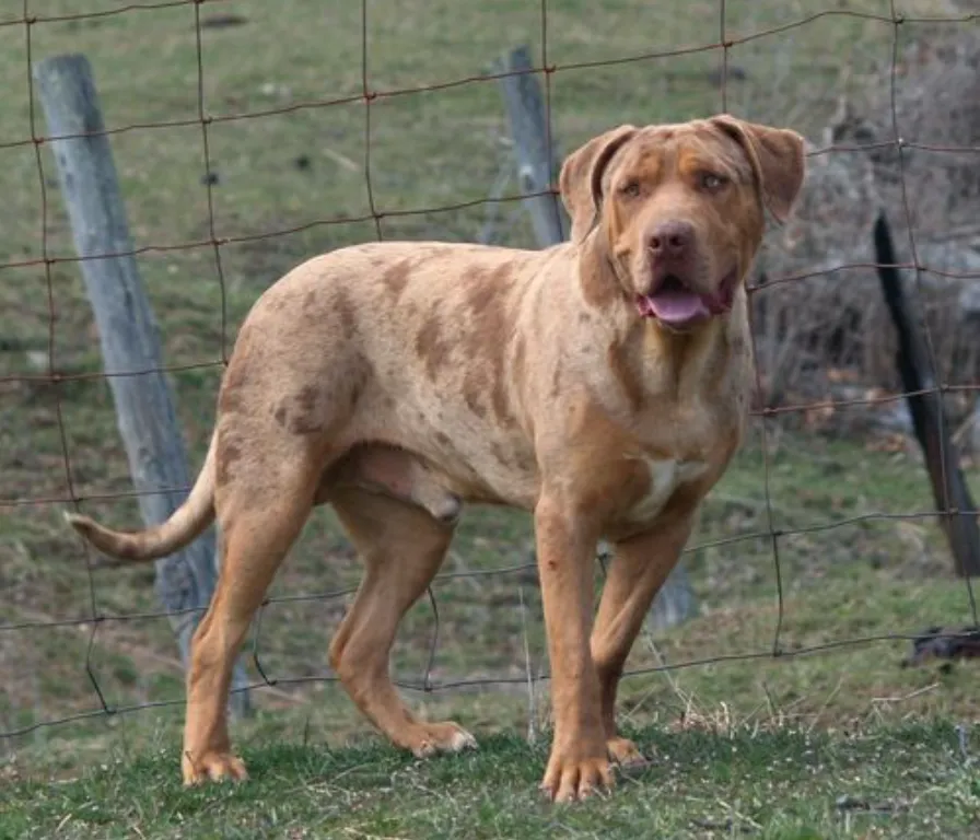 Catahoula Bulldog