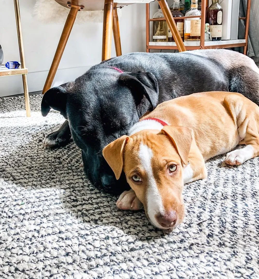 10 Reasons Why You Should Foster a Dog