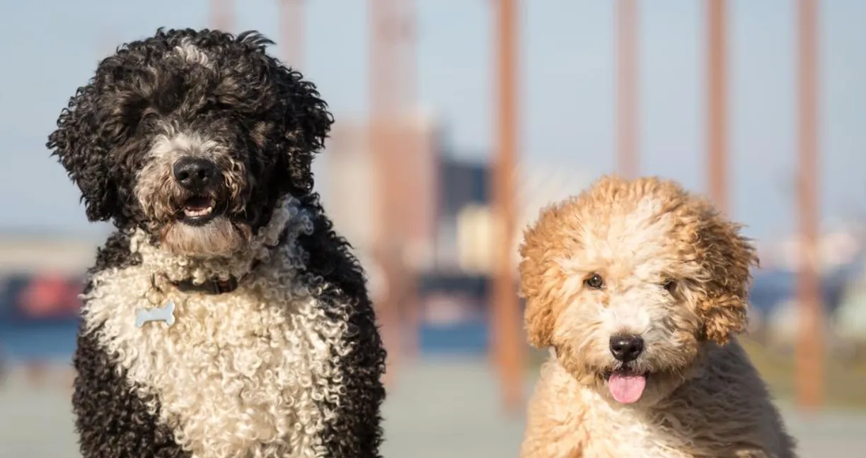 Unleashing the Dynamic Character of Spanish Water Dogs
