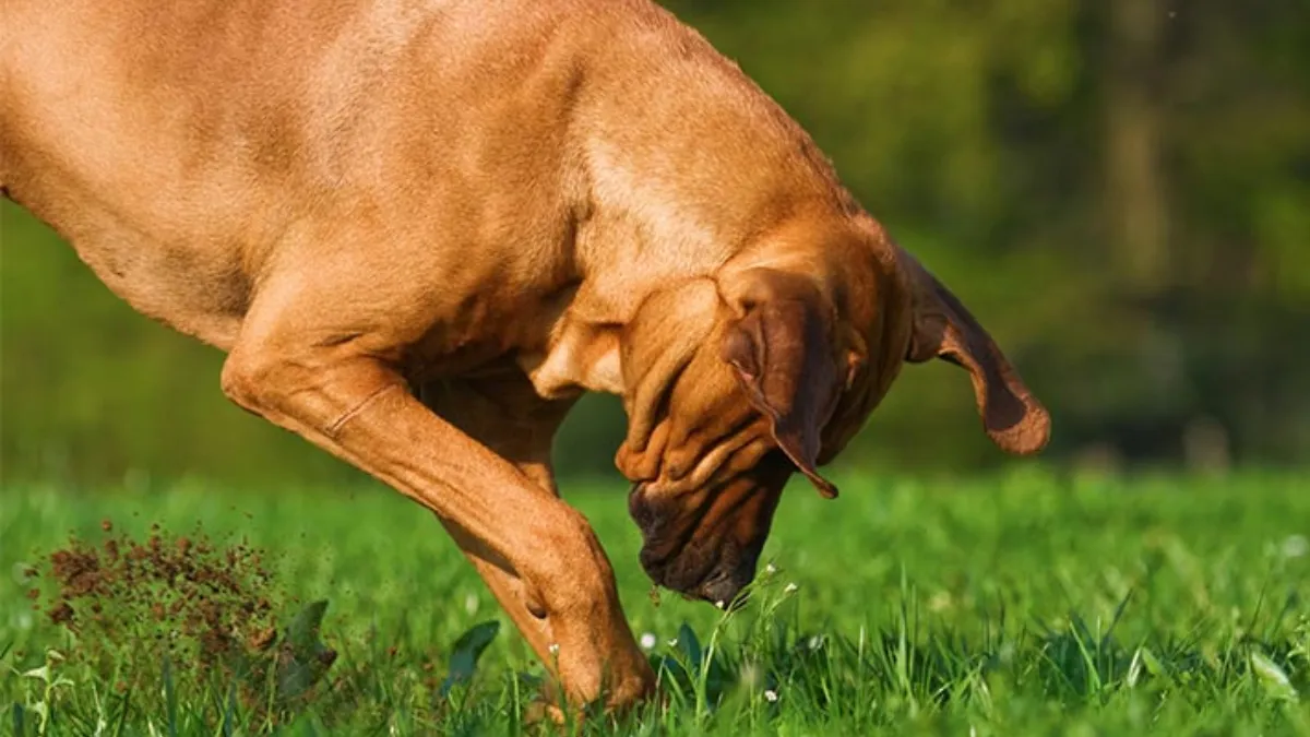 Does My Dog Hide Food?