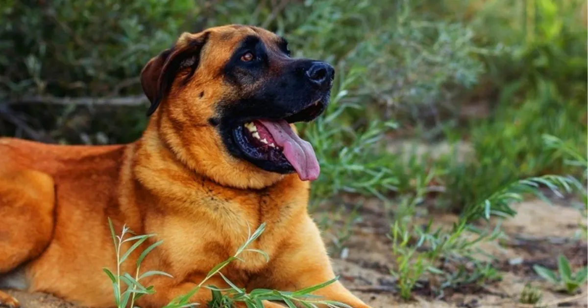 German Shepherd Mastiff Mix
