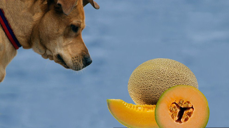 Can Dogs Eat Cantaloupe Rinds