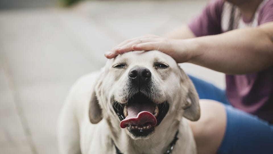 Best Dog Scenes in Movies